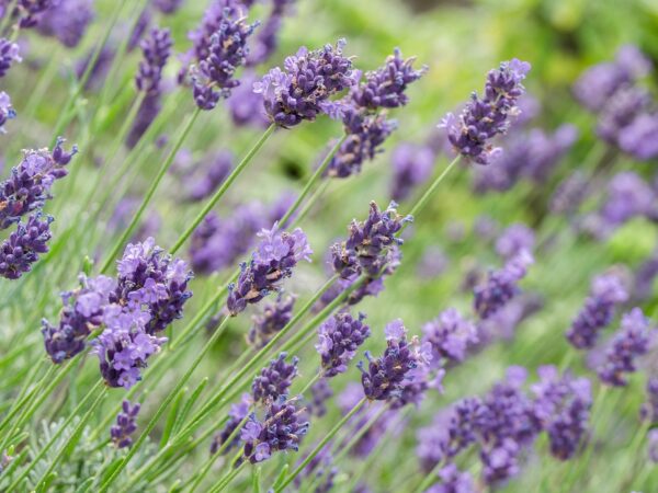 flower, lavender, flower background