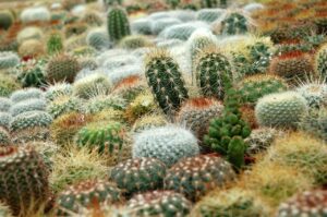 succulent, cacti, fat plants