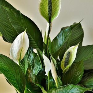 peace lilies, ornamental plants, cusps