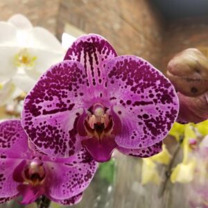 orchid, purple flower, purple orchid