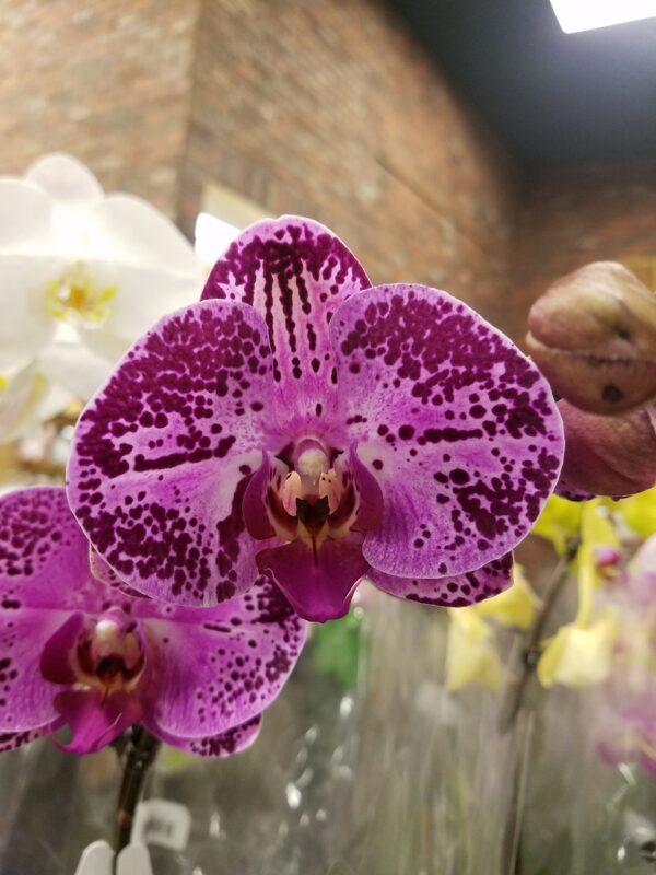 orchid, purple flower, purple orchid