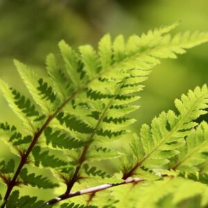 fern, real worm fern, fern fronds