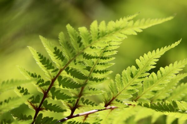 fern, real worm fern, fern fronds