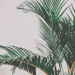 Stylish tropical palm leaves set against a minimalist white backdrop.