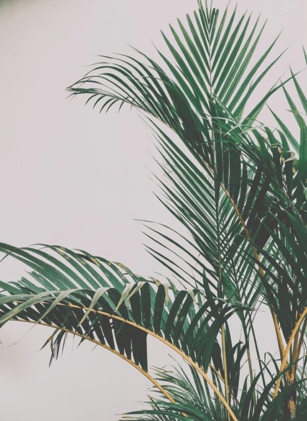 Stylish tropical palm leaves set against a minimalist white backdrop.