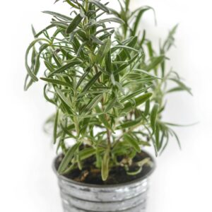 A lush rosemary plant growing in a rustic tin pot, perfect for cooking or decoration.