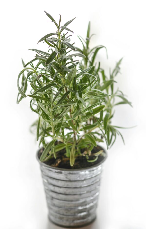 A lush rosemary plant growing in a rustic tin pot, perfect for cooking or decoration.