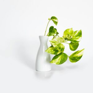 A vibrant Pothos plant in a sleek white vase, perfect for modern decor and design themes.