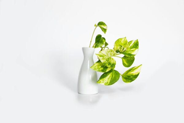 A vibrant Pothos plant in a sleek white vase, perfect for modern decor and design themes.