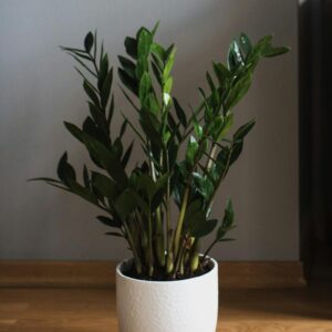 Cozy and stylish interior featuring a modern painting, lush houseplant, and elegant wooden cabinet.