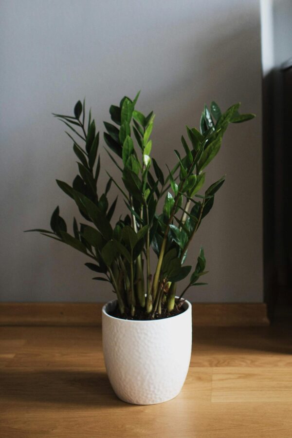 Cozy and stylish interior featuring a modern painting, lush houseplant, and elegant wooden cabinet.