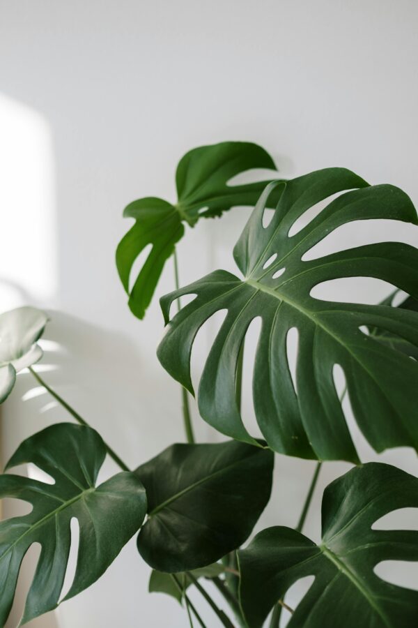 Bright image of Monstera Deliciosa leaves with sunlight indoors, creating a modern aesthetic.