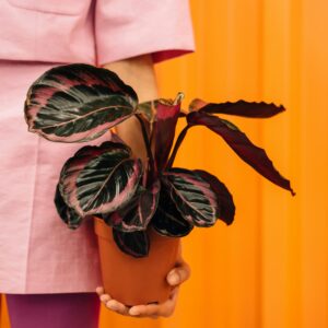 Vibrant close-up of a hand holding a Calathea plant against an orange background.