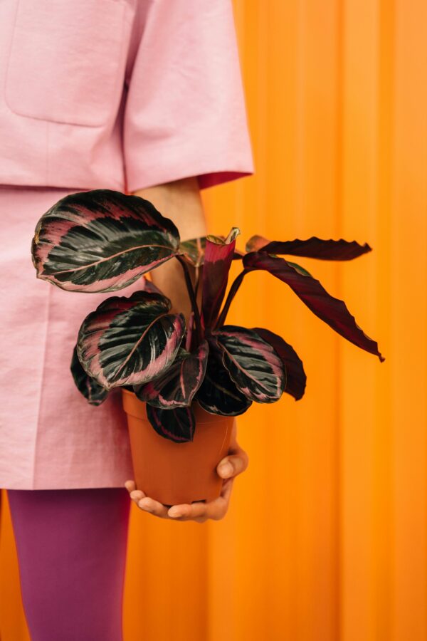 Vibrant close-up of a hand holding a Calathea plant against an orange background.