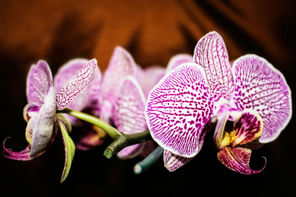 Close-up of a vibrant purple Phalaenopsis orchid with detailed petals, showcasing nature's beauty.