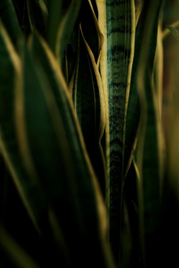 sansevieria, aesthetic, decorative plants, flora, mother-in-law's tongue, upright, snake plants, sansevieria trifasciata, sansevieria, sansevieria, sansevieria, sansevieria, sansevieria, aesthetic